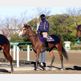 相性のいいハービンジャー産駒