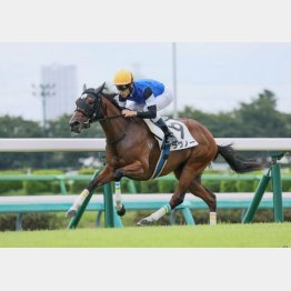 千二で新馬勝ち