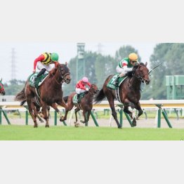 新潟２歳Ｓで②着