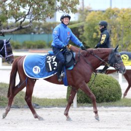 【日曜京都５Ｒ・２歳新馬】スカイスプレンダー　牡・池江泰寿厩舎