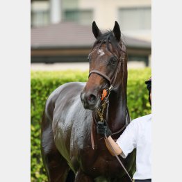 決め手に優れる配合