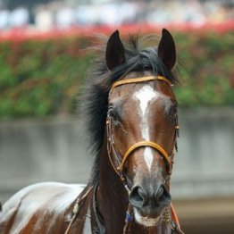【武田の月曜競馬コラム・東京スポーツ杯２歳Ｓ】