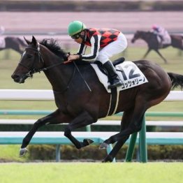 【橘の月曜競馬コラム・東京スポーツ杯２歳Ｓ】