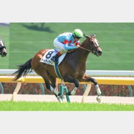 連勝を狙うアールヴィヴァン