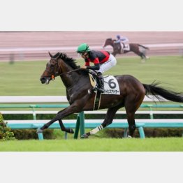 デビュー戦は豪快に突き抜けた