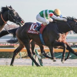 【東京スポーツ杯２歳Ｓ】パントルナイーフ連勝で重賞初制覇