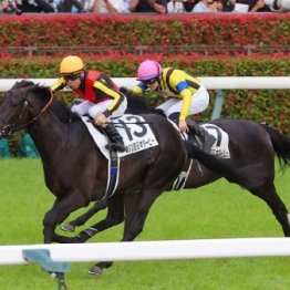 【ジャパンＣ】３世代のダービー馬の名前も