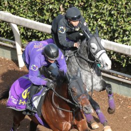 【ジャパンＣ】調教マル得チェック②