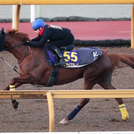 【ジャパンＣ】調教マル得チェック①