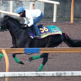 【ジャパンＣ】調教マル得チェック①