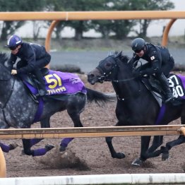 【ジャパンＣ】レイデオロ産駒のＧⅠ初勝利なるか。４歳アドマイヤテラ、サンライズアースが府中に挑む