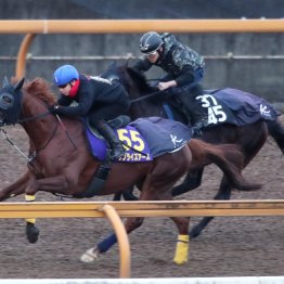 【ジャパンＣ】レイデオロ産駒のＧⅠ初勝利なるか。４歳アドマイヤテラ、サンライズアースが府中に挑む