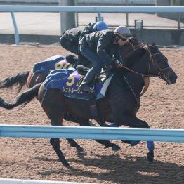 【ジャパンＣ】データ作戦　今年も白帽が走る！？