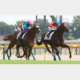 衝撃のデビューを飾った（青帽）