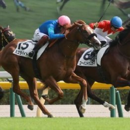 【新居の土曜競馬コラム・京都２歳Ｓ】