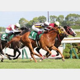 中京記念で古馬撃破