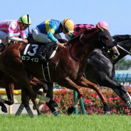 【橘の土曜競馬コラム・キャピタルＳ】