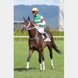 欧州型のタフな血を持つ配合