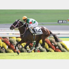 今週もキズナ産駒で勝負