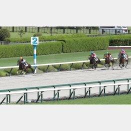 デビュー戦が好レート