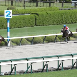 【新谷の土曜競馬コラム・カトレアＳ】