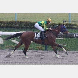 オキザリス賞を圧勝