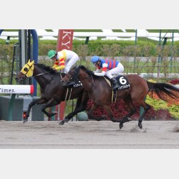 前走は僅差の②着