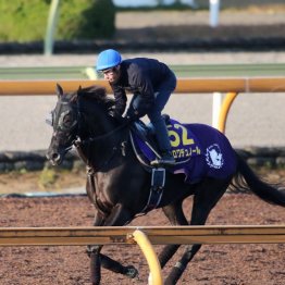 【ジャパンＣ】出走全馬の特選情報