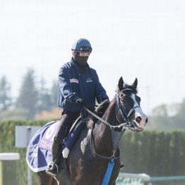 【ジャパンＣ】出走全馬の特選情報