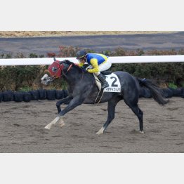 ３走前は次元の違う勝ちっぷり