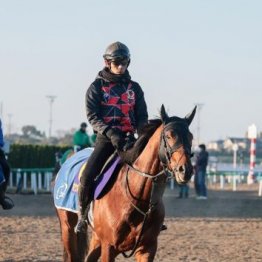 【木津の日曜競馬コラム・ジャパンＣ】