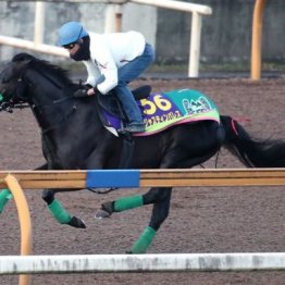 【注目重賞／追い切りで買う・ジャパンＣ】