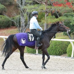 【東京６Ｒ・２歳新馬】バステール　牡・斉藤崇史厩舎