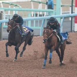 【チャンピオンズＣ】調教マル得チェック②