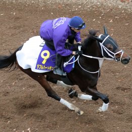 【チャンピオンズＣ】調教マル得チェック②