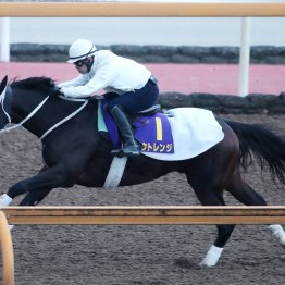 【チャンピオンズＣ】調教マル得チェック①