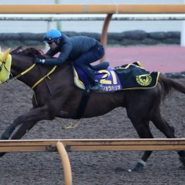 【チャンピオンズＣ】調教マル得チェック①