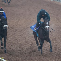 【チャンピオンズＣ】シックスペンス名門厩舎に新たな勲章を加える