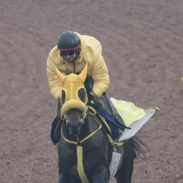 【チャンピオンズＣ】２年連続②着ウィルソンテソーロ今年こそ笑う