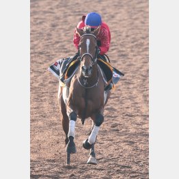 父はキンカメ系のルーラーシップ