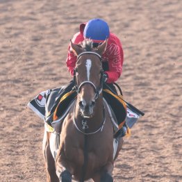 【亀井の土曜競馬コラム・ステイヤーズＳ】