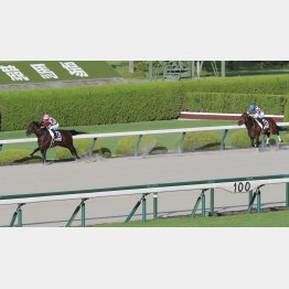 前走は②着に8馬身差