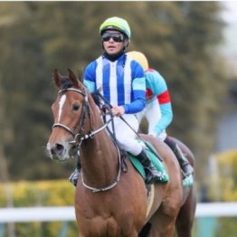 【木津の土曜競馬コラム・ステイヤーズＳ】