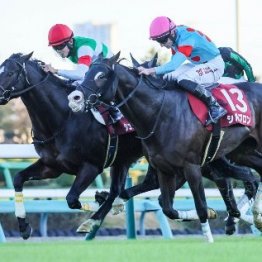 【大谷の土曜競馬コラム・ステイヤーズＳ】