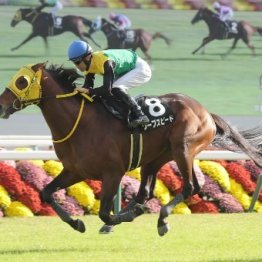 【武田の土曜競馬コラム・ステイヤーズＳ】