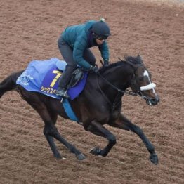 【新居の日曜競馬コラム・チャンピオンズＣ】