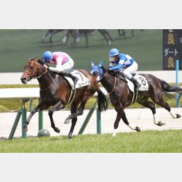 勝羽推しのシャイフは阪神で未勝利勝ち