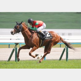 ７歳馬の大仕事に期待
