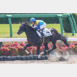 未勝利勝ちが圧巻だったリザードアイランド