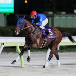 【チャンピオンズＣ】◎ナルカミ　お正月は新橋演舞場で『鳴神』を　不思議な縁でこの馬から！